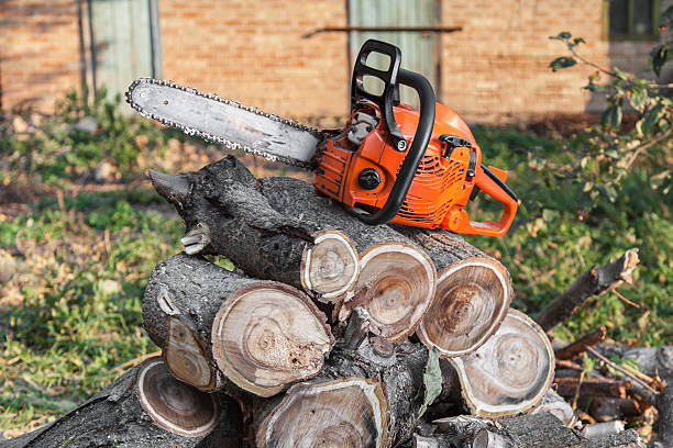 Southmayd, TX Tree Service Company